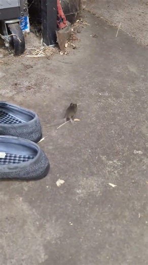 Cute Mouse Stops by to Say Hi 😊 🐁