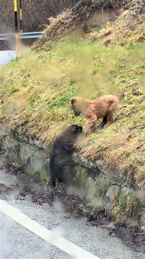 Ecco perché ho deciso di non aiutarlo! 1) ho atteso che trovasse da solo la soluzione per la sua crescita! La sua mamma non andava ad aiutarlo ma io avevo bloccato la strada. 2) non era in pericolo di vita 3) c’era la mamma lì sopra ed anche il padre con aria non molto amichevole dato che ringhiavano, in caso di attacco per difendere il cucciolo che avremmo dovuto fare poi? Abbattere la mamma? State parlando con chi ha 5 cani a casa e tutti presi da cuccioli ed ama la natura, rispetta gli animal