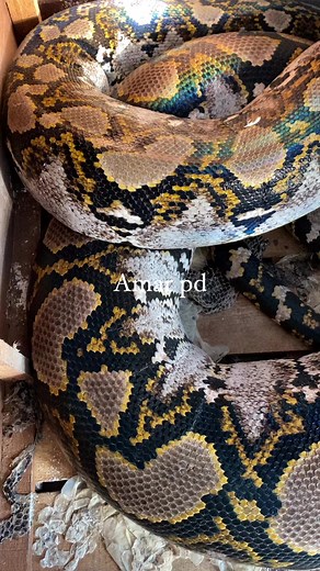 U1ar python raksasa habis makan apa ya perut nya besar | Amar pd