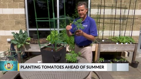 How to plant tomatoes
