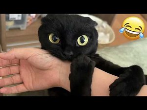 You Laugh You Lose 😹🐶 Funniest Cats and Dogs 2026 🤣