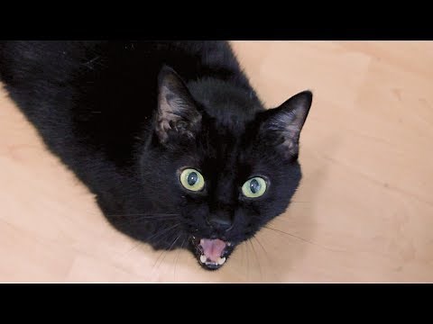 N2 the Talking Cat Season 1 - Full