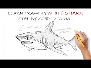 Learn to Draw an Awesome White Shark With an Easy Drawing Tutorial