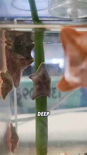 Starfish #animal #starfish #funny #facts #animalworld #wildlife #wildanimals | Geographical Beauty