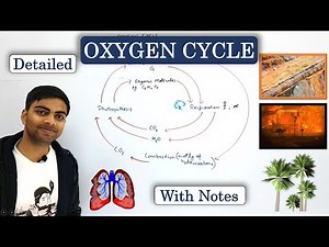 Oxygen cycle | Detailed explanation | In Hindi