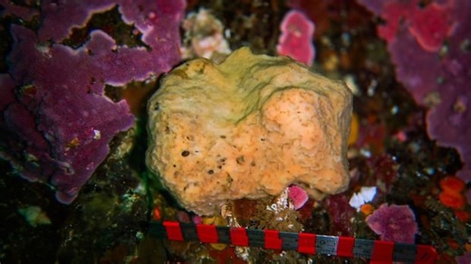 Watch a B.C. sea sponge shrink, sigh and sneeze in multi-year timelapse