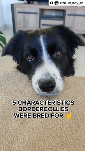 1.2K views · 354 reactions | Did you know this about Border Collies? 類  @titanium_lady_sia #dogtv #dogs #dog #bordercollie #bordercollies #dogfacts #doglife #dogmom #dogdadpetparent #dogsofinstagram #dogsofinsta | DOGTV | Facebook