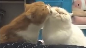 These Little Animals Will Have You Smiling For Hours!