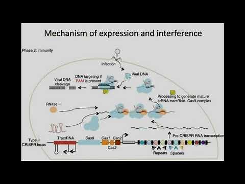 ZFN vs TALENs vs CRISPR-Cas9 | Genome editing
