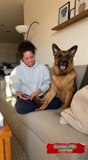 German Shepherd Goes FULL OPERA MODE When He Hears Ambulance! CAN'T Stop Laughing! 🎭🚨