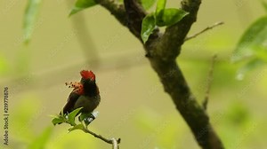 Tufted coquette, Lophornis ornatus sitting on branch during rain, bird from rain tropical forest, ASA Wright Center, Trinidad and Tobago, colouful bird sitting in the rain and enjoying shower