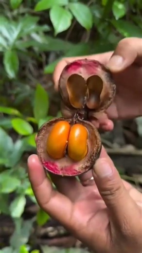 #trending #farming #foodie #fruit #plants #viralvideo #planting #shorts #gardening #facts #viral