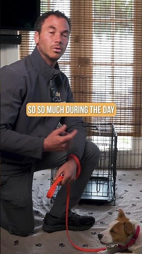 How to STOP Your Puppy from Biting the Leash