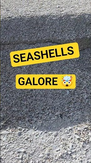 Cliff of Seashells 👀 #seashell #shellinginflorida