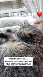 1K views · 201 reactions | Lolcat on Reels | Facebook