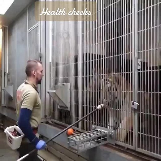Tiger doing health checks 🫰🫰🫰#tigers