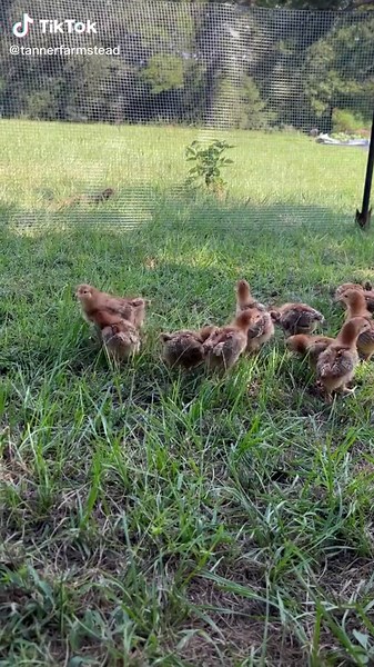 Rhode Island Red Baby Chicks Out on a Field Trip