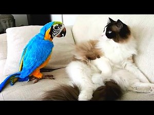 Baby Animals 🔴 Funny Parrots and Cute Birds Compilation (2022) Loros Adorables Recopilación