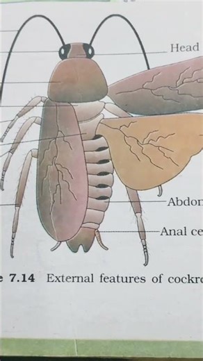External features of cockroach 😍NCERT diagram 🔥💯 #biology #learning #previousyearquestions #ncert