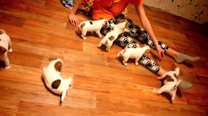 92K views · 589 reactions | Fitness with jack russell terrier puppies... Insta: @life__light | BuzzSharer Jack Russells | Facebook