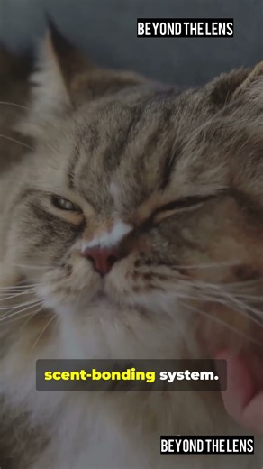 8 Secret Ways to Say ‘I Love You’ to Your Cat 😻 (Hidden Feline Language)