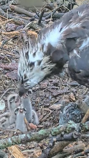 1.7M views · 8.5K reactions | Nature bird daily life, review mother bird, baby birds nest #birdlovers #babybird #birdsounds #relax #birdsofinstagram #littlebird #birdlife #nature #viralreels #reelsinstagram #fbreelsvideo #babybird #naturelover #birdwatching #motherbird #wildlife #viralvideo #bird #reviewbirdnest #shorts #birdphotography #birdnest #lifewithbirds | Bird plus Animals | Facebook