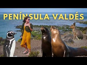 PENINSULA VALDES Travel Guide: Argentina’s Best WILDLIFE Destination?