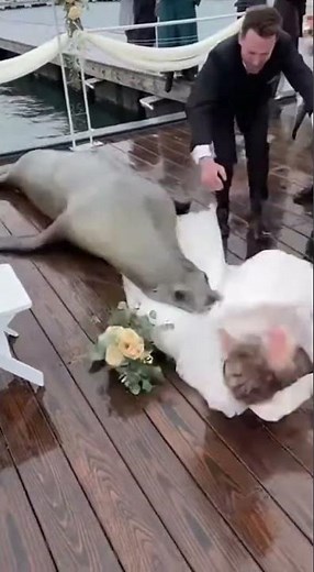 Sea Lion Attack at Wedding Dock Caught on Camera