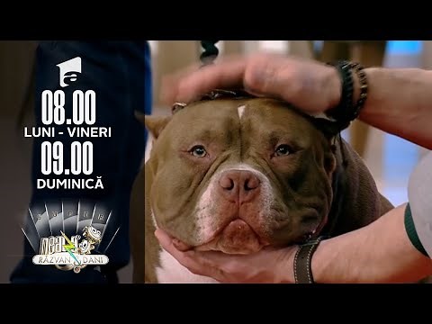 Cum îngrijim corect un câine rasa American Bully | Sfaturile Specialiștilor