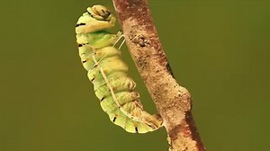 Un bruco diventa farfalla: ecco come accade! - Amoreaquattrozampe.it