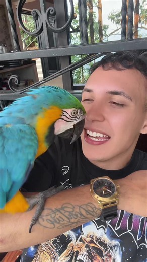 Lola la guacamaya: conoce a mi loro encantador