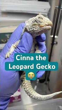Cinna the Leopard Gecko - Hypo A