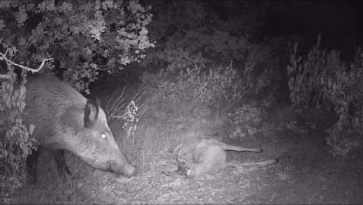 Ryan Boyd on Instagram: "It’s no secret that hogs are omnivores. Here is another example of a hog eating a dead deer. Vid credit unknown. #wildhogs #hoghunting"