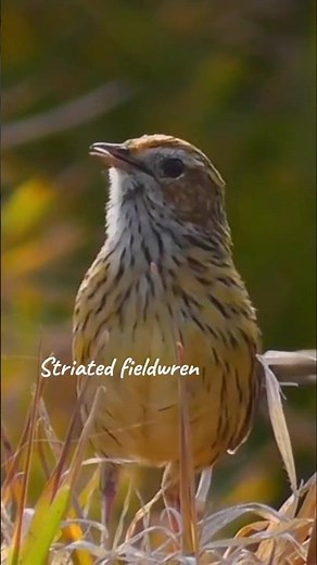 Mind-Blowing Birds Singing – Soothing Nature Sounds for Relaxation & Sleep 🌿🎶Birds Sounds - Birds