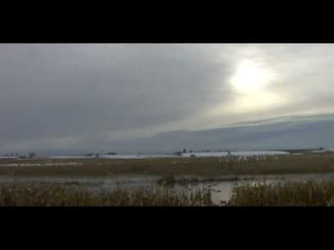 Duck Hunting in Washington with Pacific Wings Waterfowl Adventures