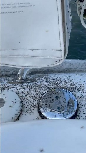 Insect invasion 🦟 on the Sunshine ⛵️#hetzel #sailing #balticsea #strelasund #sailboat #sailing