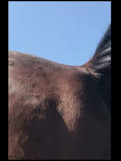 Comp. of horses farting