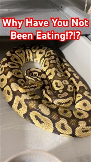 My Python Has Not Been Eating… and I Found Out Why! #snake #foryou #animals #pets #amazing