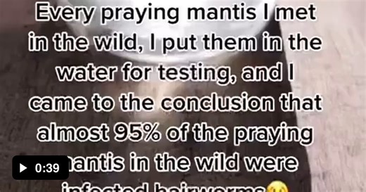 Praying mantis parasite infection - Video