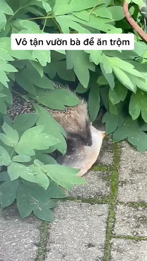 Hedgehog Eating: A Glimpse of Wild Animal Behavior