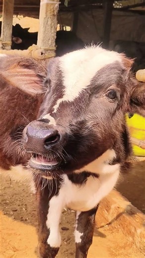 baby cow amba Moo sound