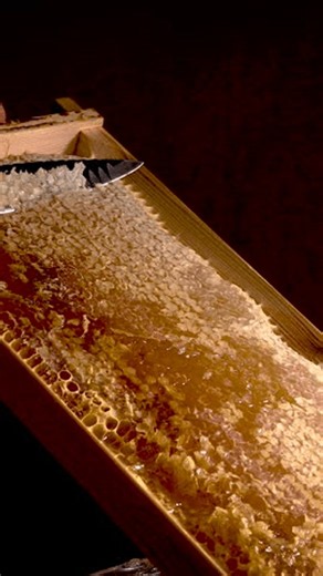 clip-4103924303-fresh-honeycomb-frame-uncapping-process-during-beekeeping