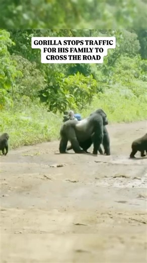 2.1K views · 7.8K reactions | Which Month Is Best for Gorilla...