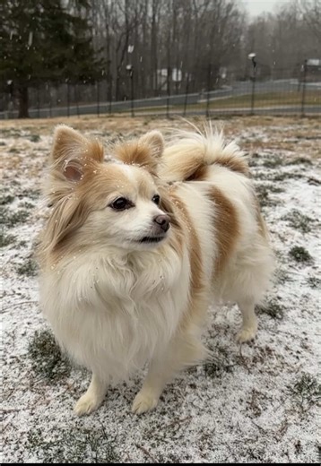 It’s snowing again! It’s not going to stick, but given we’ve only had one and a half real snows this entire season, we’ll take what we can get! The girls love playing in the snow when it sticks but they don’t care as much if it’s just flurrying. It’s supposed to be off and on for a few hours so we’ll see what we get! #kmrobinsonpups #spaniel #pomeranian #snowdog #snow