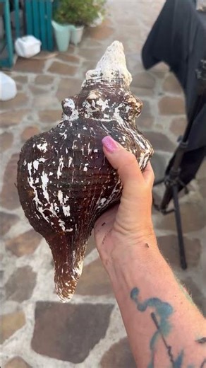 I cannot with how fab these huge conch shells 🐚 are!