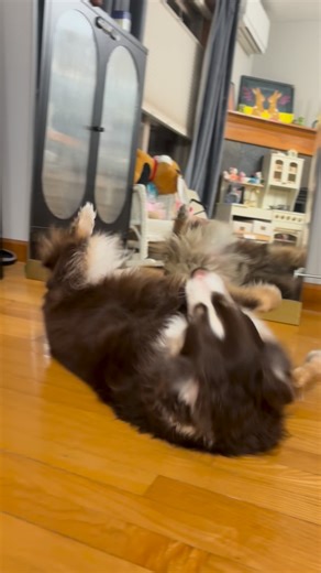 Kiba the Mini Aussie | Seattle on Instagram: "lil dance 🧚 #australianshepherd #aussiesdoingthings #miniaussie #dogreels #dogtricks #redtriaussie #dogtraining dog training mini australian shepherd"