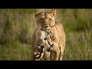 Kenya's Maasai Mara - A Story of Hope for the African Lion