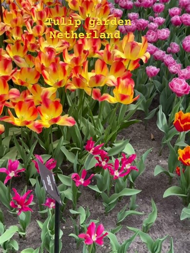 star tours day 2 tulip garden ￼ Netherland ￼#startours #foryou #trending #travel #tulip