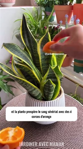 jardiner avec maman on Instagram: "Les passionnés de fleurs doivent absolument connaître ces quelques astuces de jardinage — une fois apprises, toutes tes plantes s’épanouiront ! #AstucesDeJardinage #PetitesAstuces #ChaqueJour"
