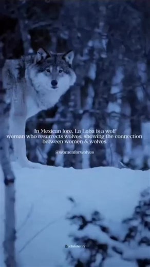 La Loba comes from Mexican lore, the Wolf Woman who roams the desert collecting the bones of wolves. When she has gathered enough, she sings, and the wolf rises and runs back into the wild. This story isn’t just about wolves it’s about remembering, reclaiming instinct, wildness, and ancestral wisdom: especially in women. When wolves are silenced, so are the stories that taught us how to live in balance with the land. And when we protect wolves, we protect the ancient knowledge they carry. 🐺🖤 T